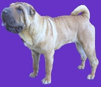 Étalon Shar Pei - SUCCES SUGAR SWITT LOVIN PENNY..... i dragoni orientali