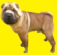 Étalon Shar Pei - Succes ring ......lord i dragoni orientali