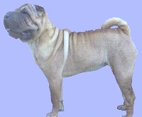 Étalon Shar Pei - SUCCES`SHINA GIRL.MERCY..... i dragoni orientali