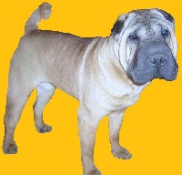 Étalon Shar Pei - Ginger i dragoni orientali