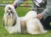 Étalon Shih Tzu - Broak peak love you Du domaine des atlantes