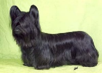 Étalon Skye Terrier - CH. Solitaire's erin shore - Ceridwen's