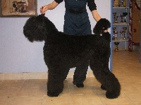 Étalon Terrier noir - Cirov de Koslova