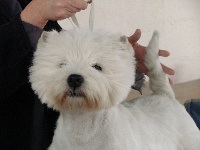 Étalon West Highland White Terrier - Tam o' shanter de toul land
