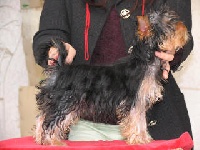 Étalon Yorkshire Terrier - Horfeo's Deborah