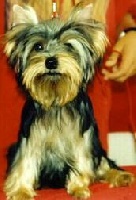 Étalon Yorkshire Terrier - Horfeo's Baldwin jubilee