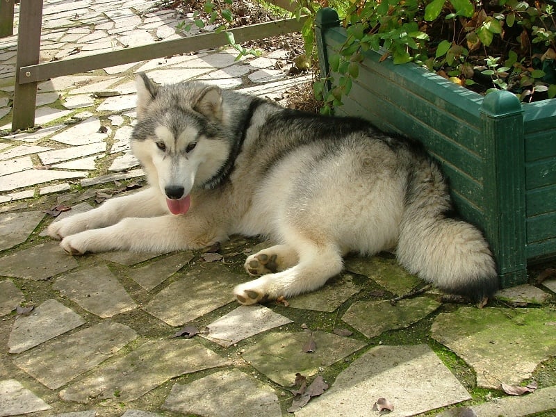 Cheyenne du vallon du lac bleu