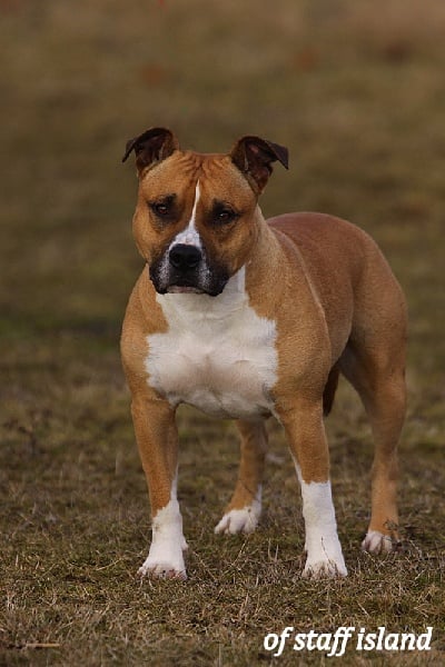 Publication : of staff island Auteur : nicolas gouin