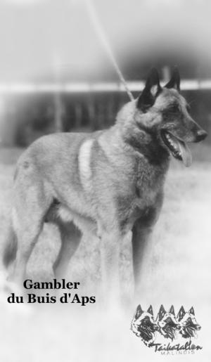 Gambler Du buis d'aps