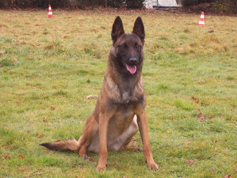 Cheyenne (Sans Affixe)