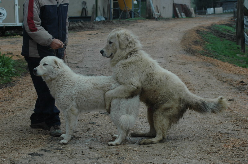 Bandito (Sans Affixe)