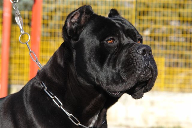 Publication : dei Peligni 