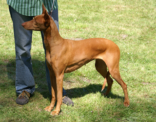 CH. Esnah-shamram of the netherlands