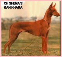 CH. shema's Khan khara