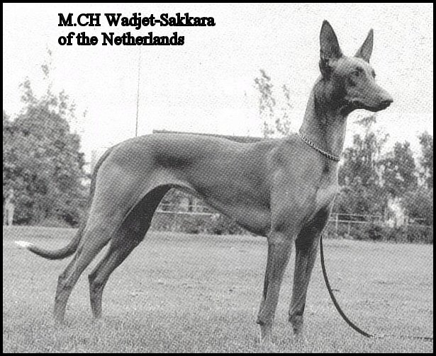 CH. Wadjet-sakkara of the netherlands