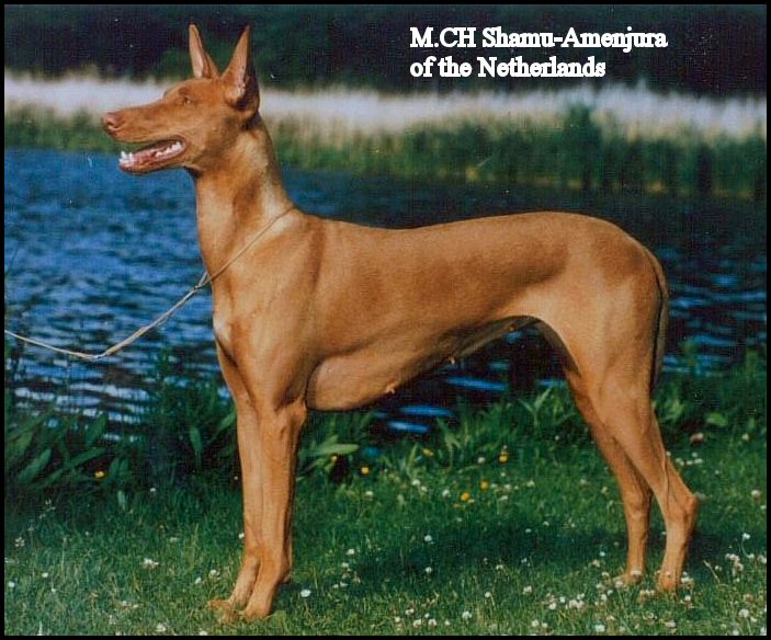 CH. Shamu-amenjura of the netherlands