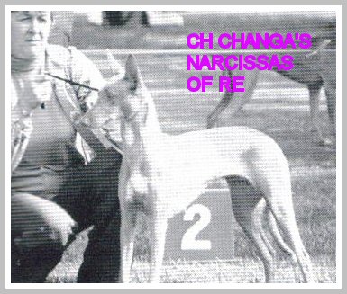CH. Changa's Narcissas of re