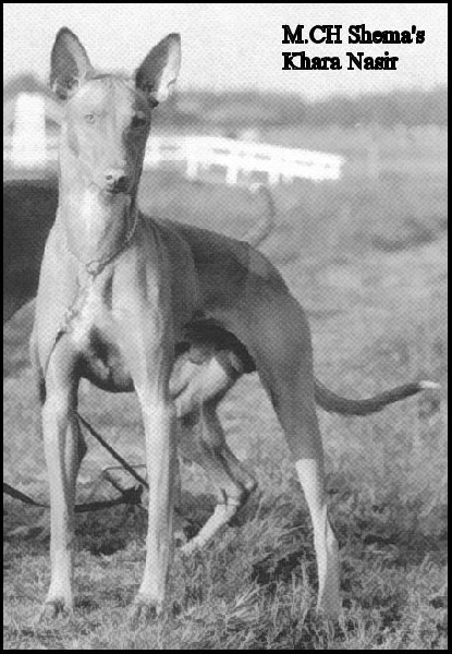 CH. shema's Khara nasir