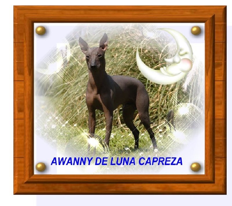 CH. Awany de Luna Capreza