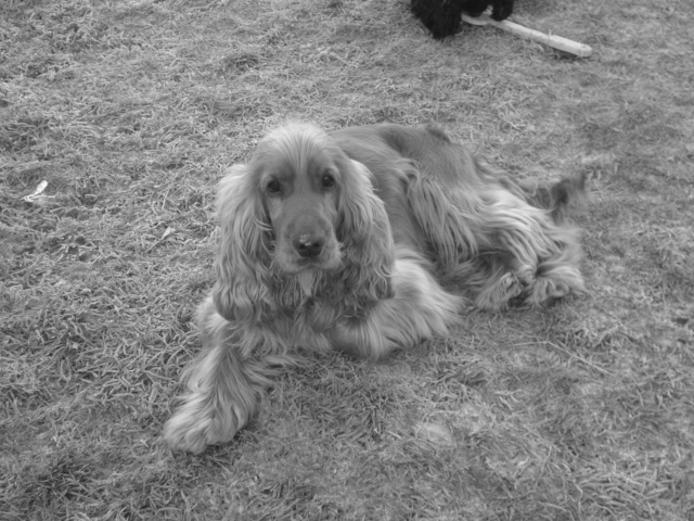 Publication : de la ferme de Chambaran Auteur : ludivine.oddoux