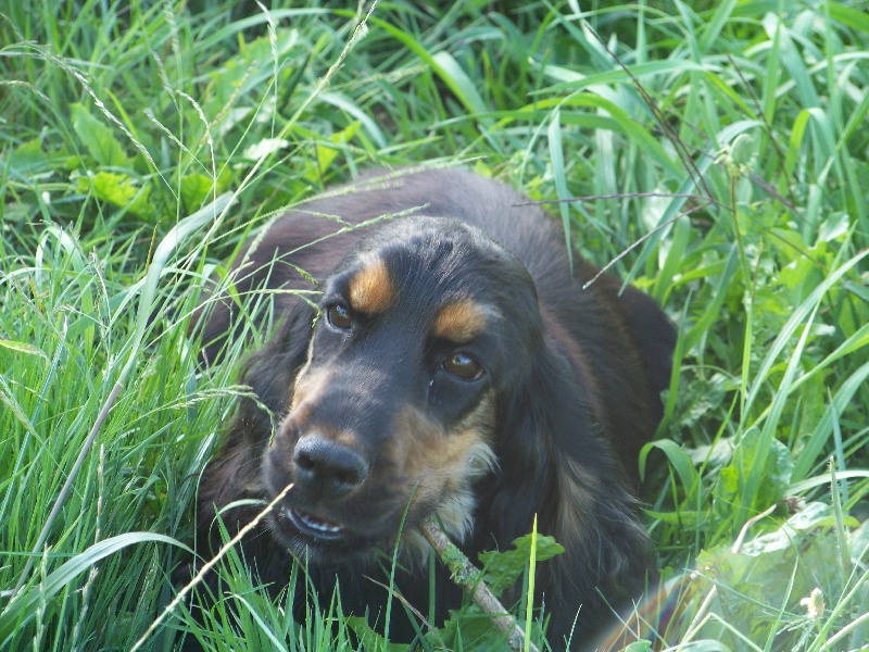 Publication : de Cibeins