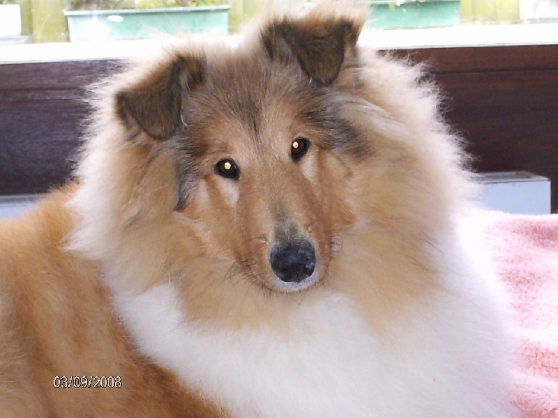 Publication : My Lovely Shadow Auteur : DENEUMOUSTIER