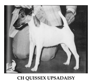 CH. Quissex Upsadaisy