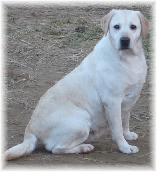 Toscane jardes (Sans Affixe)