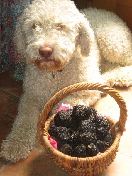 Publication : du mont de Balthazar 