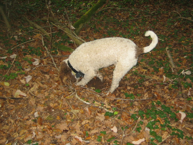 Publication : du mont de Balthazar 