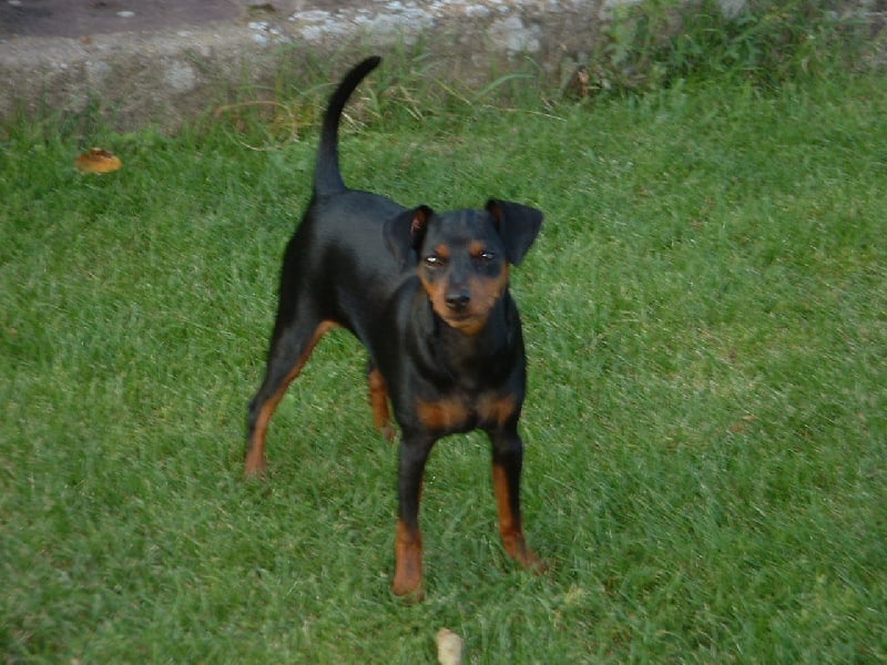 Clivia Des Pinscheboules