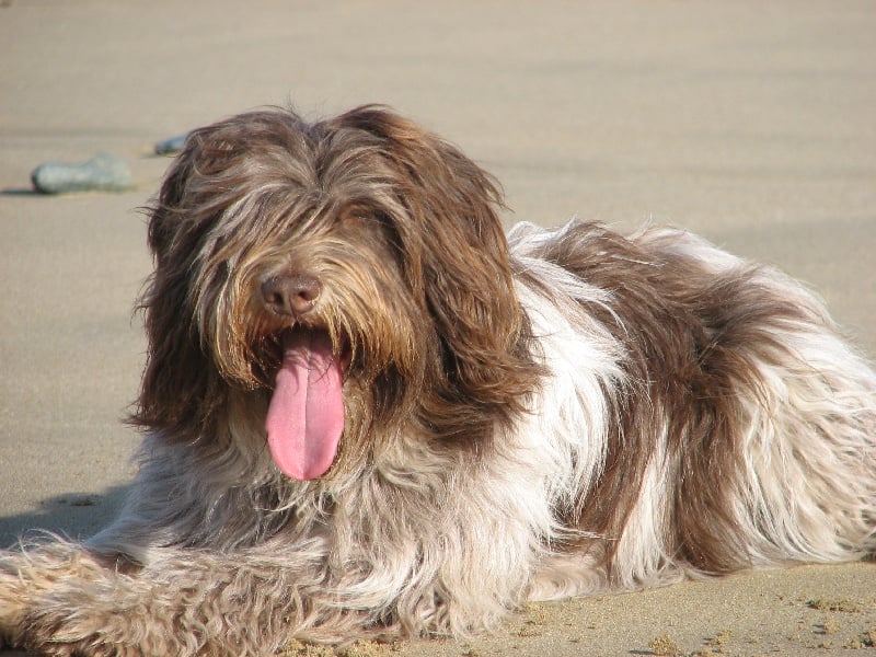 Publication : des rives de la Vaucouleur Auteur : Bernadette Calleri
