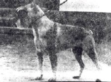 CH. Zando v steinalbtal