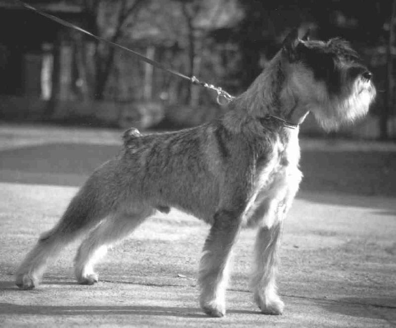 CH. Utrillo del prillo