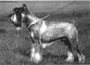 CH. Shaitan Concorde