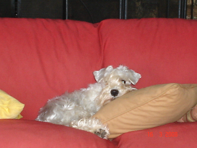 Chelines Lady in white