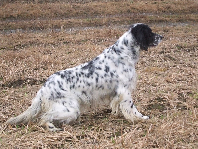 Rhune De la Plume Du Pévéle.