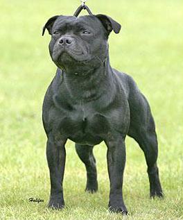 CH. Tornadostorm the legacy