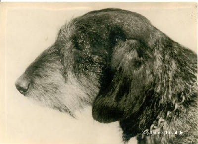 CH. Olaf Von der dachsschlucht