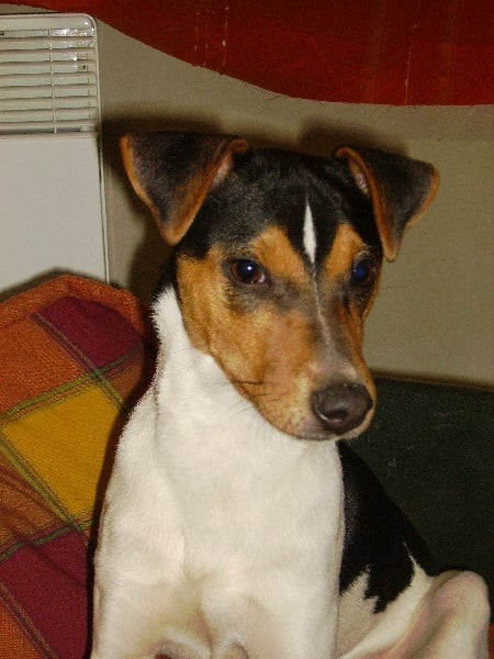 Publication : de l'Archange foudroyant 