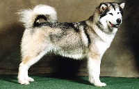 Étalon Alaskan Malamute - CH. kamelot's Just a celtic dream