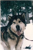 Étalon Alaskan Malamute - Eeroq yukon quest of Greystone Shadow