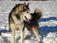 Étalon Alaskan Malamute - Balto Dayack spirit of chaman