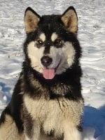 Étalon Alaskan Malamute - B'inupiaq of Mountain Pack