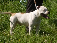 Étalon American Staffordshire Terrier - Vince de la Griffe du Dragon