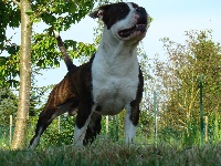 Étalon American Staffordshire Terrier - Ghandi du p'tit bonheur du staff