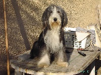 Étalon Bearded Collie - Los pitchous brensol Alagoda