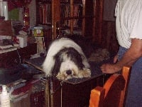 Étalon Bearded Collie - Altheos to love Something Else