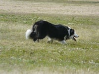 Étalon Border Collie - Azur dite astuce (Sans Affixe)