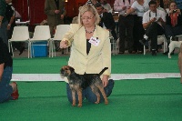 Étalon Border Terrier - CH. Boogie -woogie du Bois des Ifs